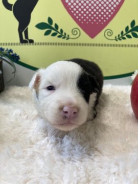 ボーダーコリー【栃木県・女の子・2022年3月15日・ブラックホワイト】の写真「お顔の柄がチャームポイントです！」