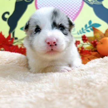 ボーダーコリー【栃木県・女の子・2024年9月19日・ブルーマール】の写真「９頭兄妹です！」