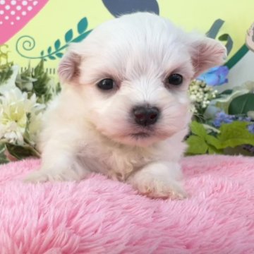 マルチーズ【栃木県・女の子・2024年2月14日・ホワイト】の写真「５頭兄妹です！」