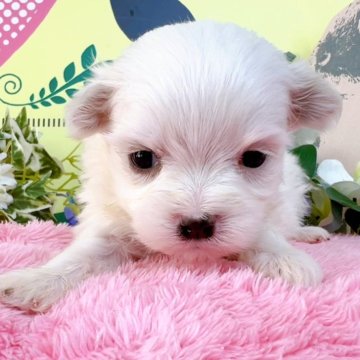 マルチーズ【栃木県・女の子・2024年2月14日・ホワイト】の写真「５頭兄妹です！」