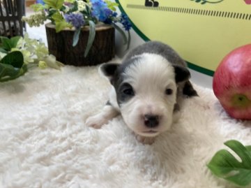 ボーダーコリー【栃木県・女の子・2022年3月15日・ブルーホワイト】の写真「優しい目をした女の子です！」