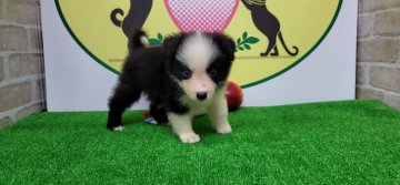 ボーダーコリー【栃木県・男の子・2021年6月28日・ブラック&ホワイト】の写真「７頭兄弟です！」