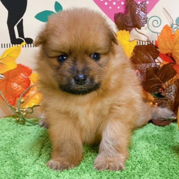 ポメラニアン【栃木県・男の子・2024年8月30日・オレンジ】の写真「３頭兄妹です！」