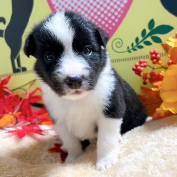 ボーダーコリー【栃木県・男の子・2024年9月19日・ブラック&ホワイト】の写真「９頭兄妹です！」