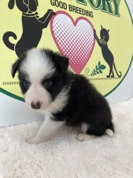 ボーダーコリー【栃木県・男の子・2021年12月14日・ブラック&ホワイト】の写真「優しいお顔の子犬です！」