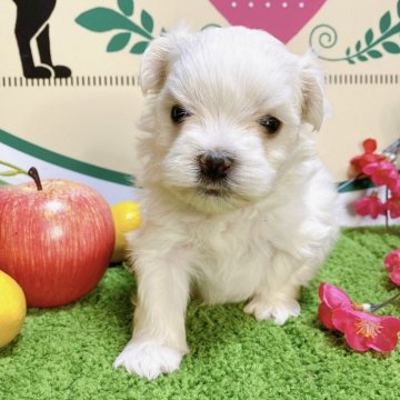 マルチーズ【栃木県・男の子・2023年12月11日・ホワイト】の写真「５頭兄妹です！」