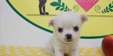 チワワ(ロング)【栃木県・女の子・2020年7月18日・ホワイト】の写真「可愛く愛嬌がある綺麗な真っ白なホワイトカラーです！」