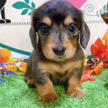 チワックス(チワワ×ダックスフンド)【栃木県・男の子・2024年8月23日・チョコダップル】の写真「７頭兄妹です！」