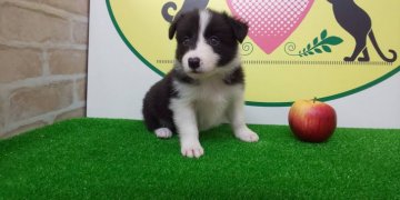 ボーダーコリー【栃木県・女の子・2020年5月19日・ブラック&ホワイト】の写真「6頭兄妹です！」