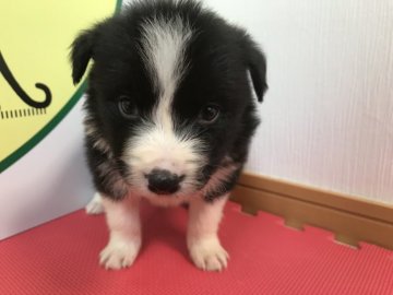 ボーダーコリー【栃木県・男の子・2018年2月9日・ブラック&ホワイト】の写真「とても優しい感じのフルカラーの男の子のご紹介です。」