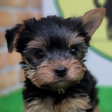 ヨークシャーテリア【栃木県・女の子・2024年4月6日・スティールブルータン】の写真「４頭兄妹です！」