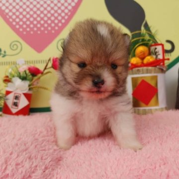 ポメラニアン【栃木県・男の子・2022年12月3日・パーティ】の写真「優しい顔の男の子です！」