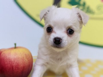 チワワ(ロング)【栃木県・女の子・2021年2月9日・ホワイト】の写真「人気のカラーです！」