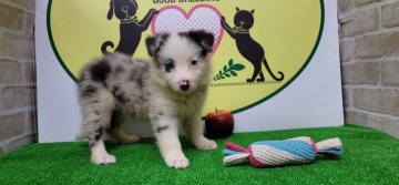 ボーダーコリー【栃木県・女の子・2021年6月28日・ブルーマール】の写真「７頭兄弟です！」