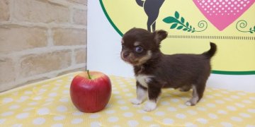 チワワ(ロング)【栃木県・女の子・2020年7月18日・チョコレートタン&ホワイト】の写真「可愛く愛嬌があるとても綺麗なチョコレートタンです！」