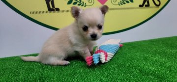 チワワ(ロング)【栃木県・男の子・2021年6月7日・クリーム】の写真「多産な６頭兄弟です！」