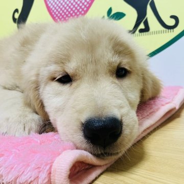 ゴールデンレトリバー【栃木県・男の子・2024年6月7日・ゴールデン】の写真「人懐っこい男の子です！」