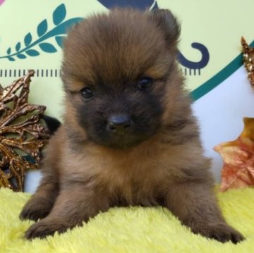 ポメラニアン【栃木県・女の子・2022年11月27日・オレンジセーブル】の写真「４頭兄妹です！」