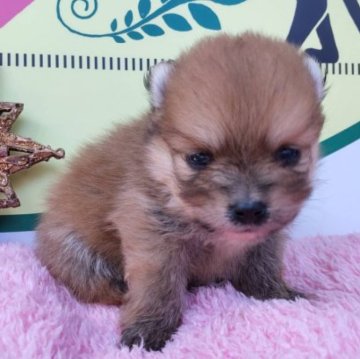 ポメラニアン【栃木県・女の子・2022年12月12日・オレンジ】の写真「３頭兄妹です！」