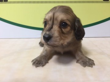 ミニチュアダックスフンド(ロング)【栃木県・男の子・2016年10月14日・シェーデットクリーム】の写真「とても可愛いヤンチャな男の子のダックスちゃんです。」