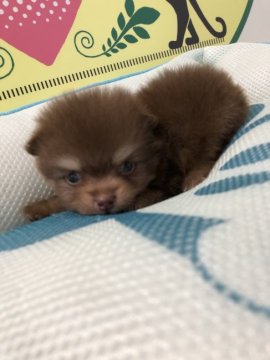 ポメラニアン【栃木県・女の子・2018年7月28日・チョコレートタン】の写真「かわいいチョコレートポメラニアンです！！」
