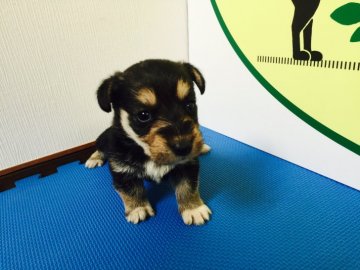 シュナウザーとコーギーのミックスちゃんです!【栃木県・男の子・2017年1月20日・ブラックタン&ホワイト】の写真「とても可愛い姉弟のミックスちゃんのご紹介です。」