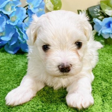 マルチーズ【栃木県・女の子・2024年5月11日・ホワイト】の写真「５頭姉妹です！」