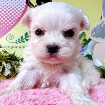 マルチーズ【栃木県・女の子・2024年2月14日・ホワイト】の写真「５頭兄妹です！」