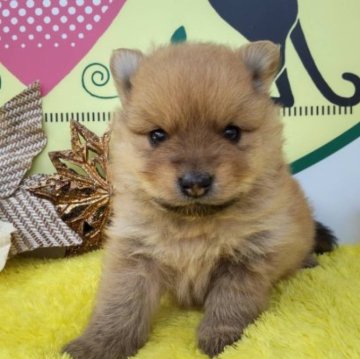 ポメラニアン【栃木県・男の子・2022年11月27日・オレンジ】の写真「４頭兄妹です！」