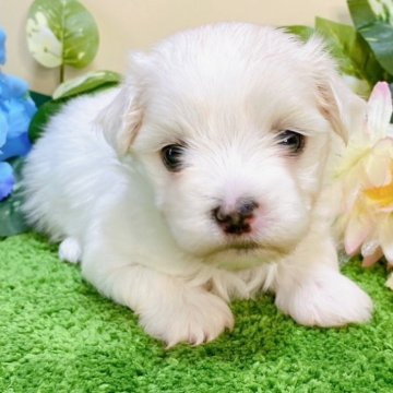 マルチーズ【栃木県・女の子・2024年5月11日・ホワイト】の写真「５頭姉妹です！」