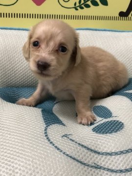 ミニチュアダックスフンド(ロング)【栃木県・男の子・2018年7月14日・クリーム】の写真「かわいいクリームです！」