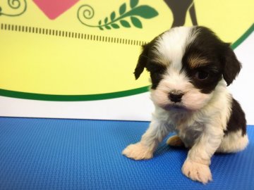 母キャバリア、父マルチーズです。【栃木県・女の子・2016年12月24日・ホワイト&ブラック】の写真「」