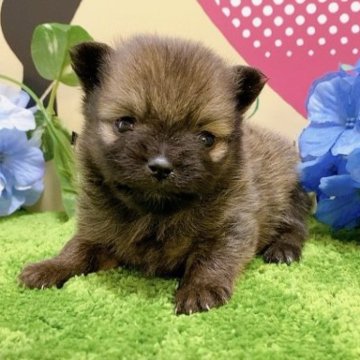 ポメラニアン【栃木県・男の子・2023年3月14日・オレンジセーブル】の写真「５頭兄妹です！」