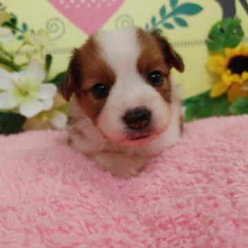 パピヨン【栃木県・女の子・2022年9月3日・ホワイト&レッド】の写真「３頭姉妹です！」