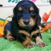 チワックス(チワワ×ダックスフンド)【栃木県・女の子・2024年8月23日・ブラックタン】の写真1