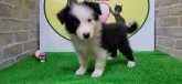 ボーダーコリー【栃木県・女の子・2021年6月28日・ブラックアンドホワイト】の写真1