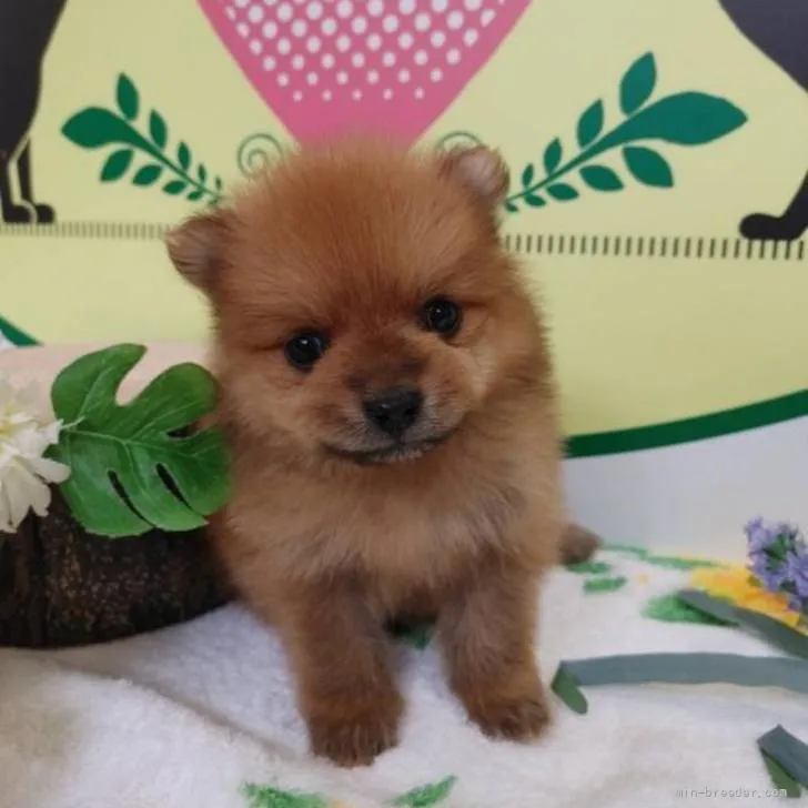 ID：2206-01420の子犬