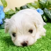 マルチーズ【栃木県・女の子・2024年5月11日・ホワイト】の写真3