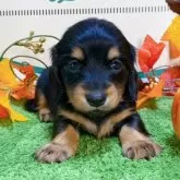 チワックス(チワワ×ダックスフンド)【栃木県・女の子・2024年8月23日・ブラックタン】の写真3