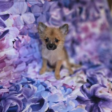 ポメチワ(チワワ×ポメラニアン)【兵庫県・男の子・2025年5月22日・オレンジ】の写真「超甘えた❤なわんぱくBoy🐶」