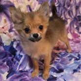 ポメチワ(チワワ×ポメラニアン)