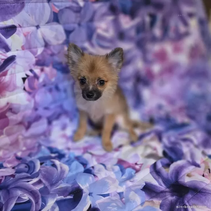 オーダー受付　チワワ　ポメラニアン　ご予約ページ　5/13 オーダー受付花冠ポメラニアン チワワご予約ページ1/3