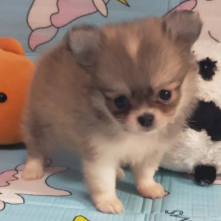 ID:2309-03280の子犬