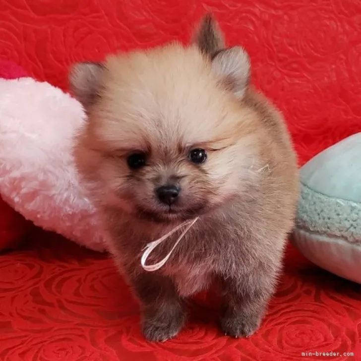 ID:2303-02709の子犬