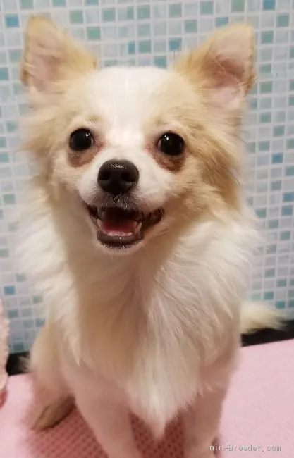 ID：2003-02766の子犬