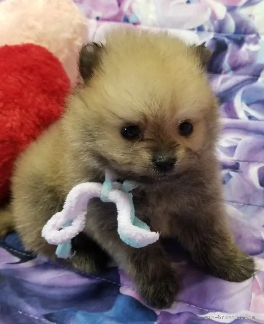 ID:2009-01167の子犬