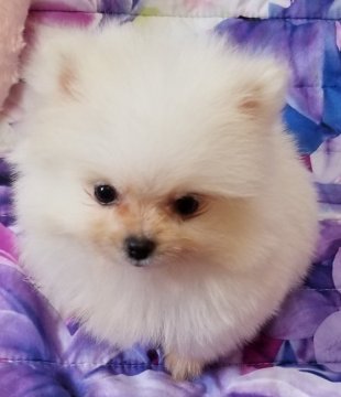 ポメラニアン【兵庫県・男の子・2020年7月29日・ホワイト】の写真「おっちょこちょいなお殿🎶」
