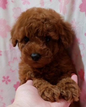 トイプードル(トイ)【兵庫県・男の子・2021年3月6日・レッド】の写真「元気一杯のベビーちゃん❗」