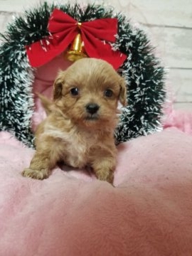 ペキプー(ペキニーズ×プードル)【兵庫県・女の子・2018年11月20日・クリーム】の写真「短足ちゃんで愛嬌満点❤️」