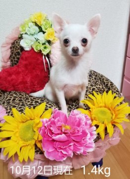 チワワ×ポメラニアン(ミックス)【兵庫県・女の子・2019年3月15日・クリーム】の写真「マイペースな甘えたさん💖」
